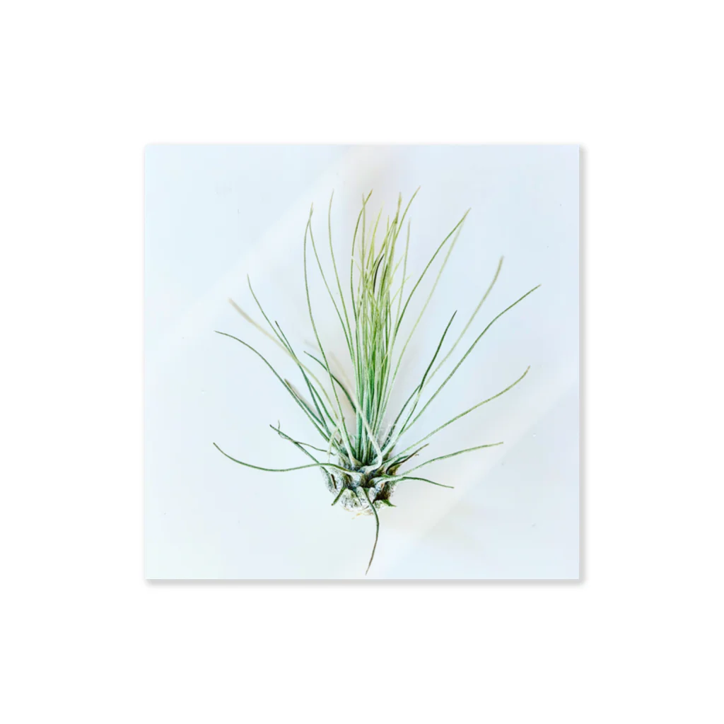 a.c.a.botanicalのTillandsia Sticker