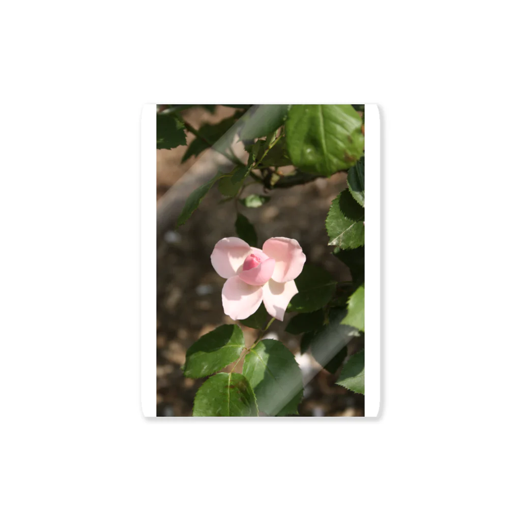 yumiの薔薇～リボン Sticker