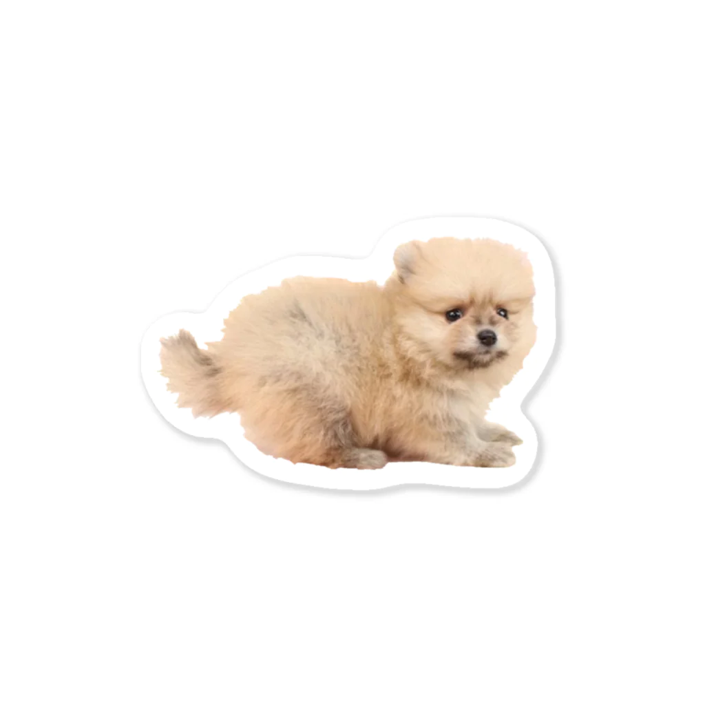 ポメラニアンのちゃちゃの困り顔の赤ちゃんポメ Sticker