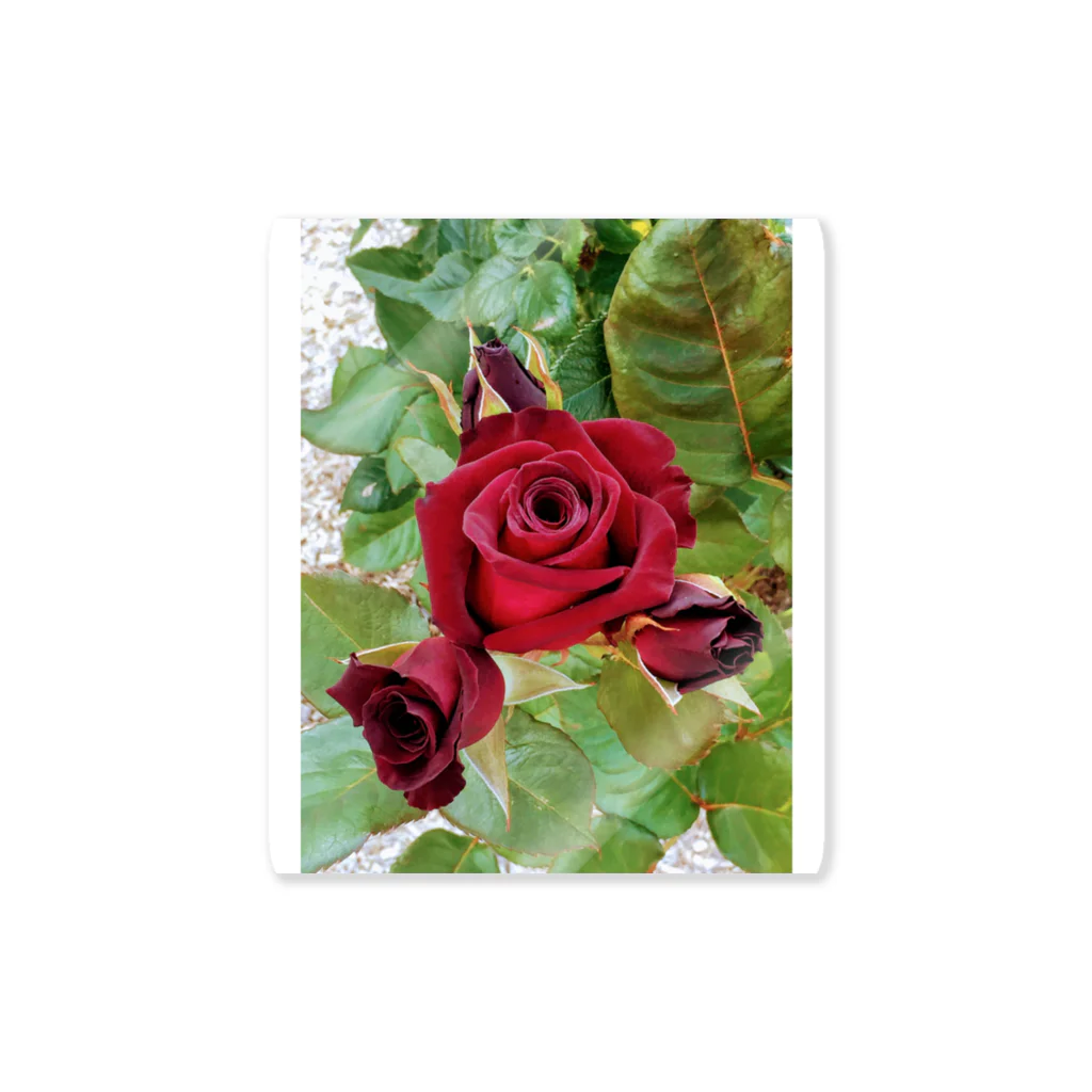猫のhananyanの薔薇が咲いた～薔薇が咲いた～真っ赤な薔薇が～♩ Sticker