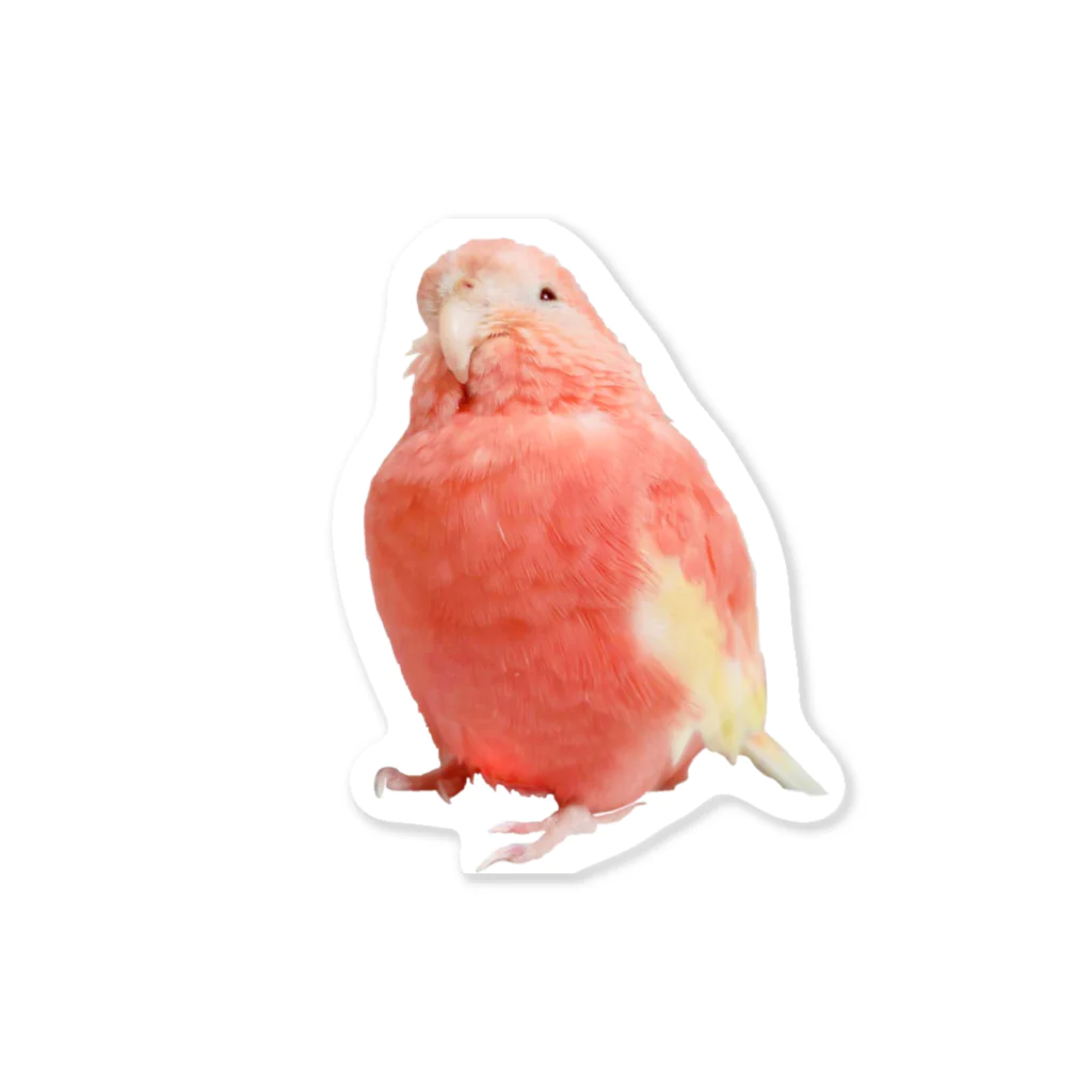 アキクサインコのチャムのアキクサインコのチャム（実写うふ顔） Sticker