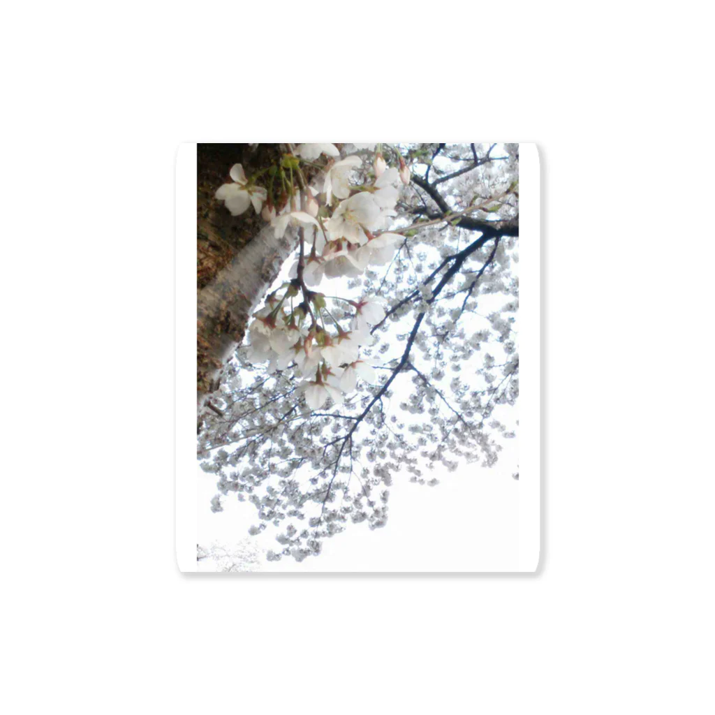 東京勝負師の白い桜 Sticker