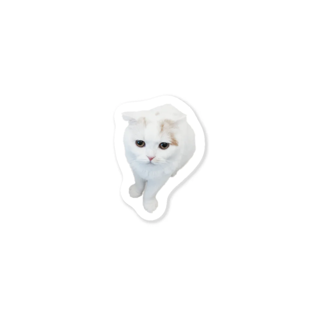 WHITE CAT LAND :Dのじっと見猫 Sticker