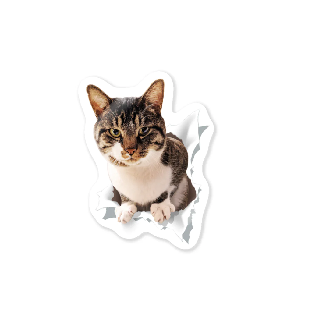 おとんのとびだすねこ（めるお） Sticker