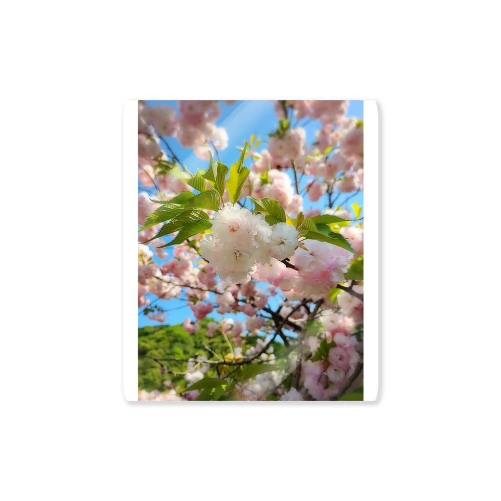 sky。の牡丹桜 ステッカー Sticker