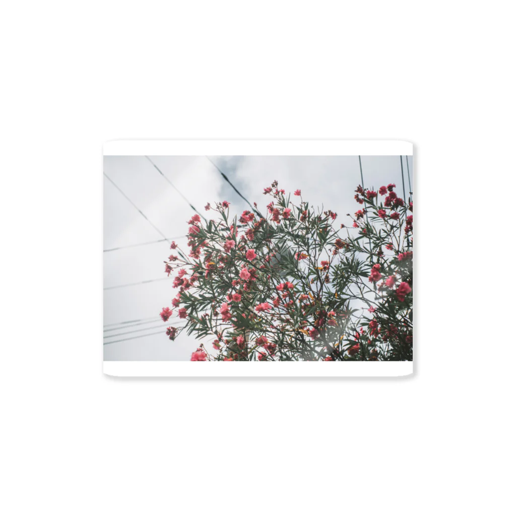日常の一コマの空と花 Sticker