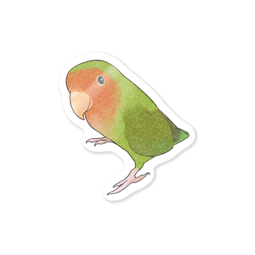 まめるりはことりの見つめるコザクラインコちゃん【まめるりはことり】 Sticker