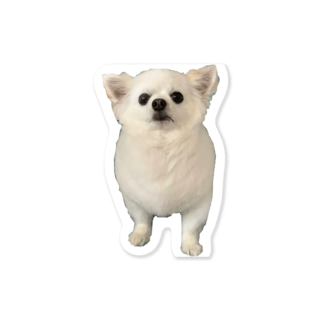 lio_chihuahuaのチワワのリオくん Sticker