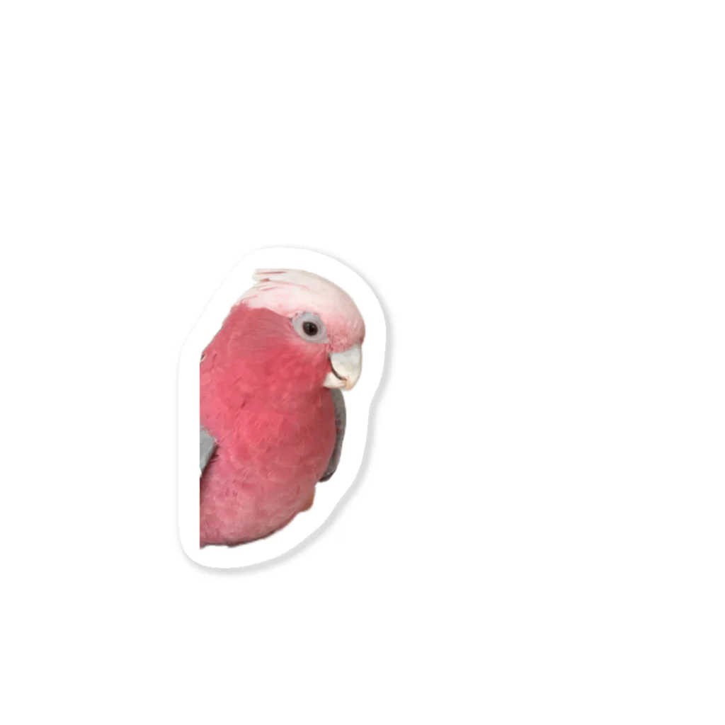 Ａi.Noahのモモイロインコのノアちゃん Sticker