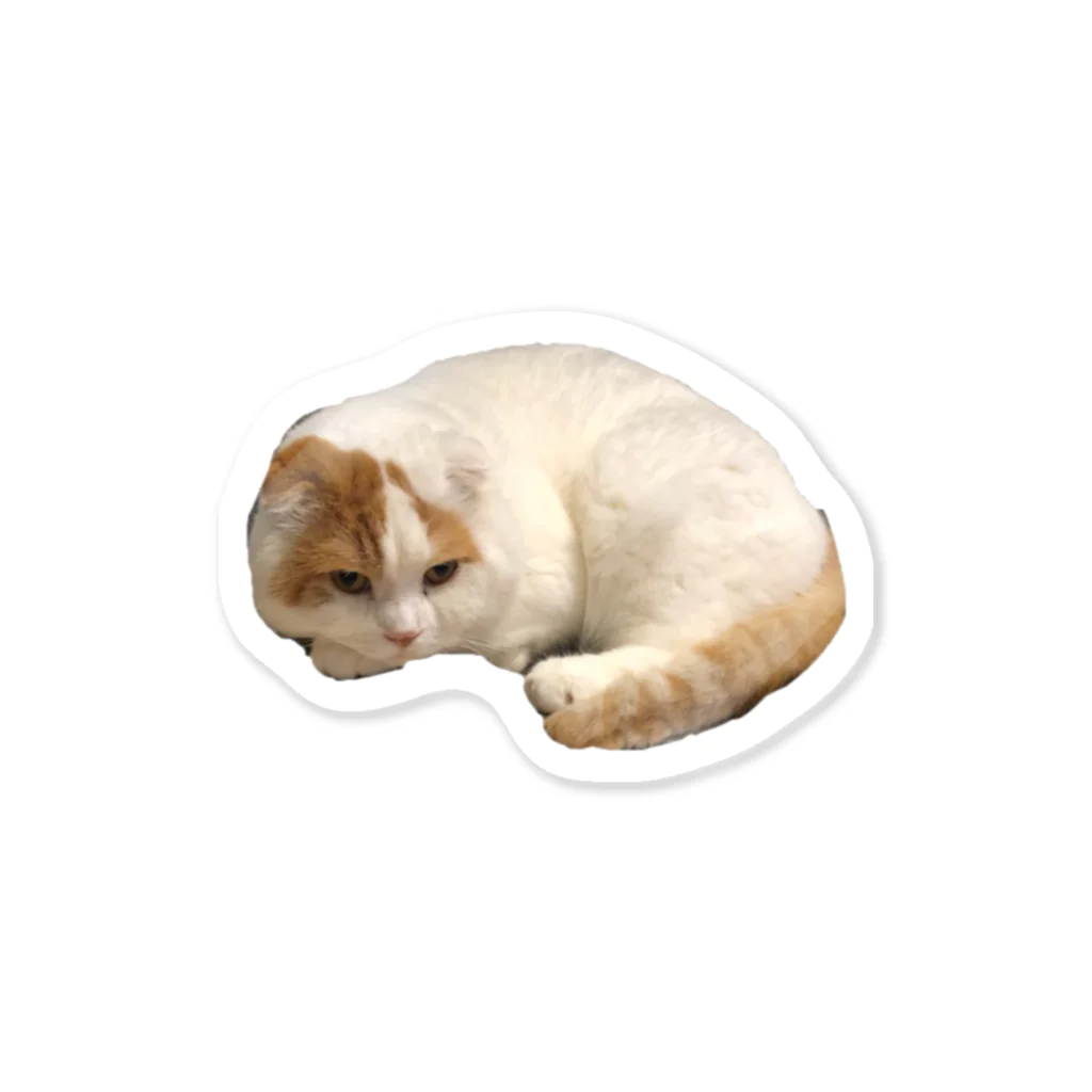 KinokoNeko@保護猫支援の猫は丸くなる　雑貨 ステッカー