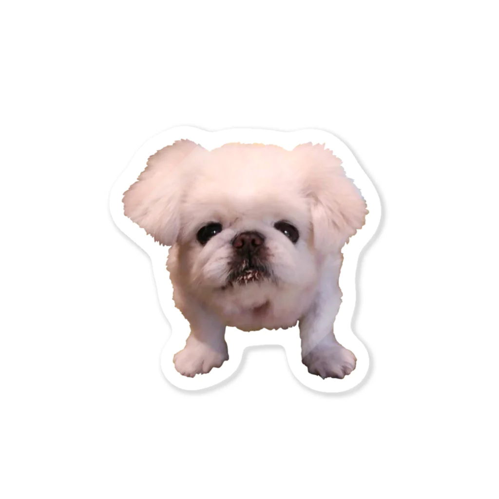 ホワイティいぬだの見つめて犬 Sticker