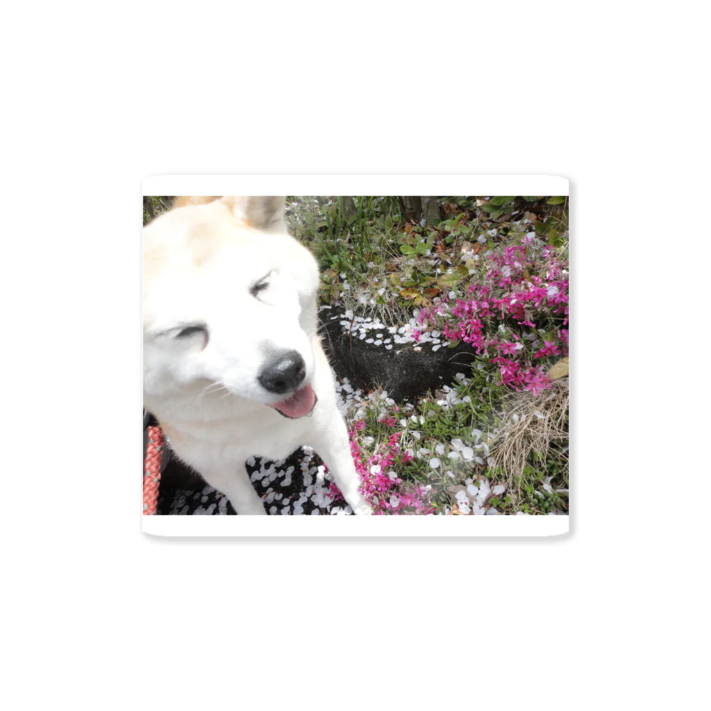 shibainuひめこの花とひめこ Sticker