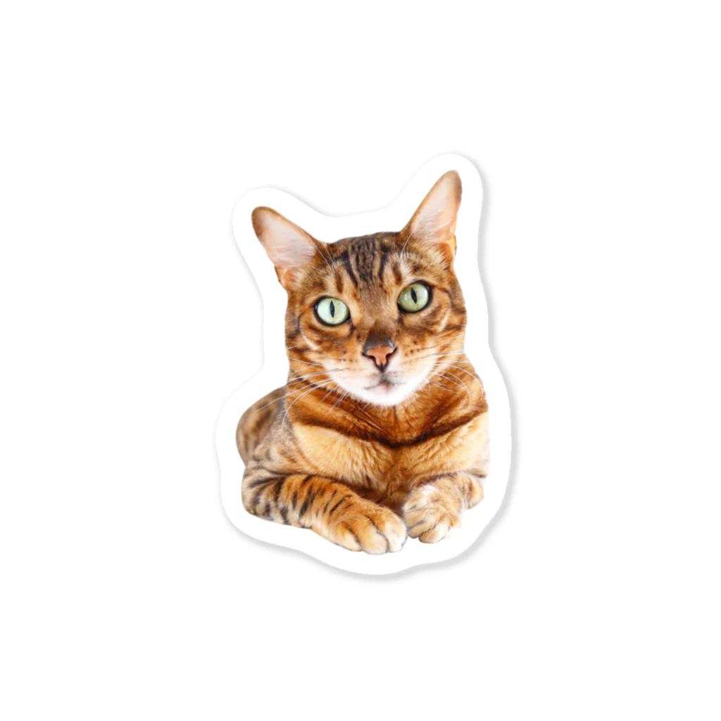 あこねこのお店のベンガルネコさん  Sticker