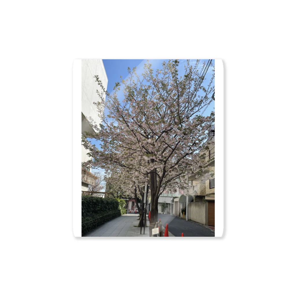 vaioretの桜の写真を使ったアイテム ステッカー