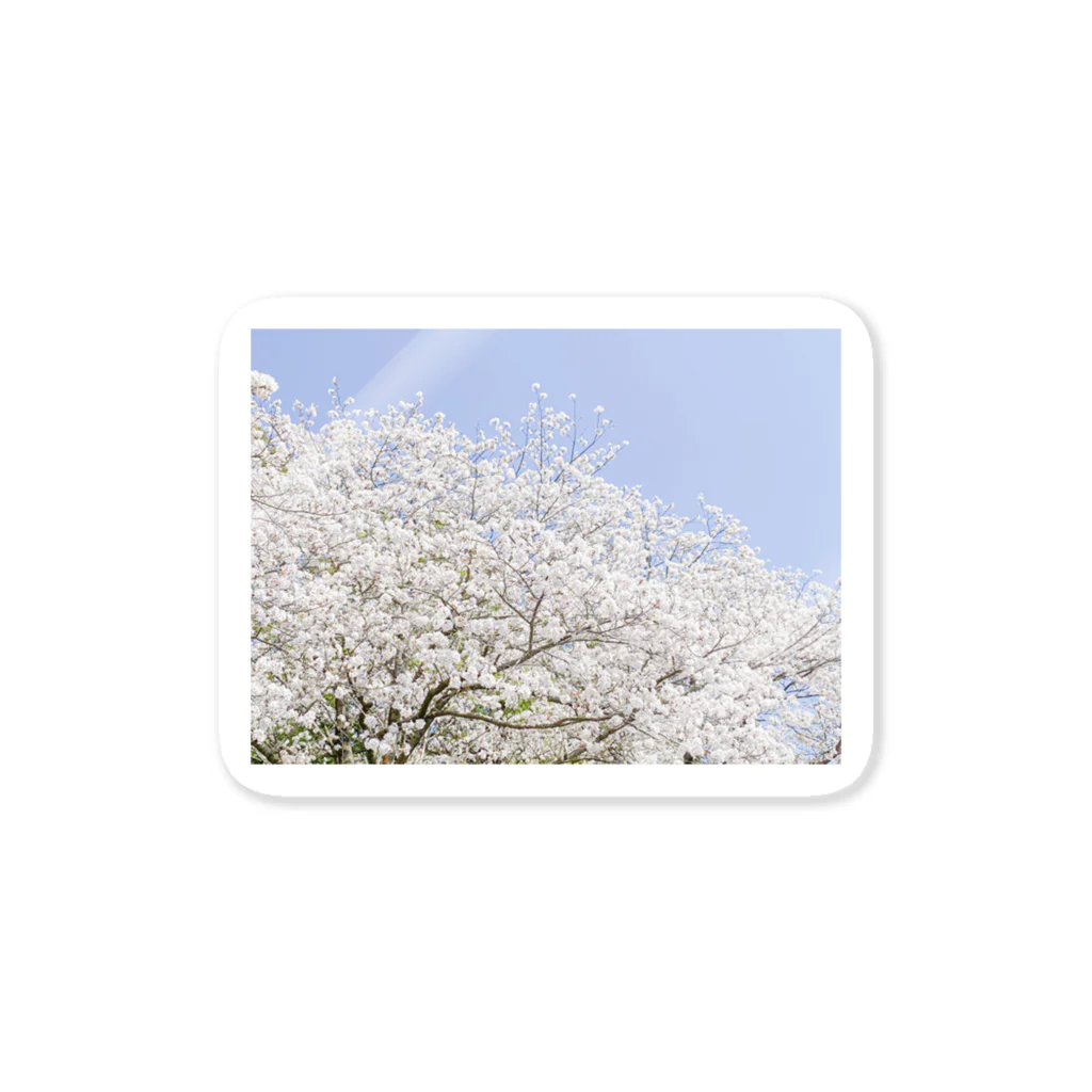 EMMAの桜 Sticker