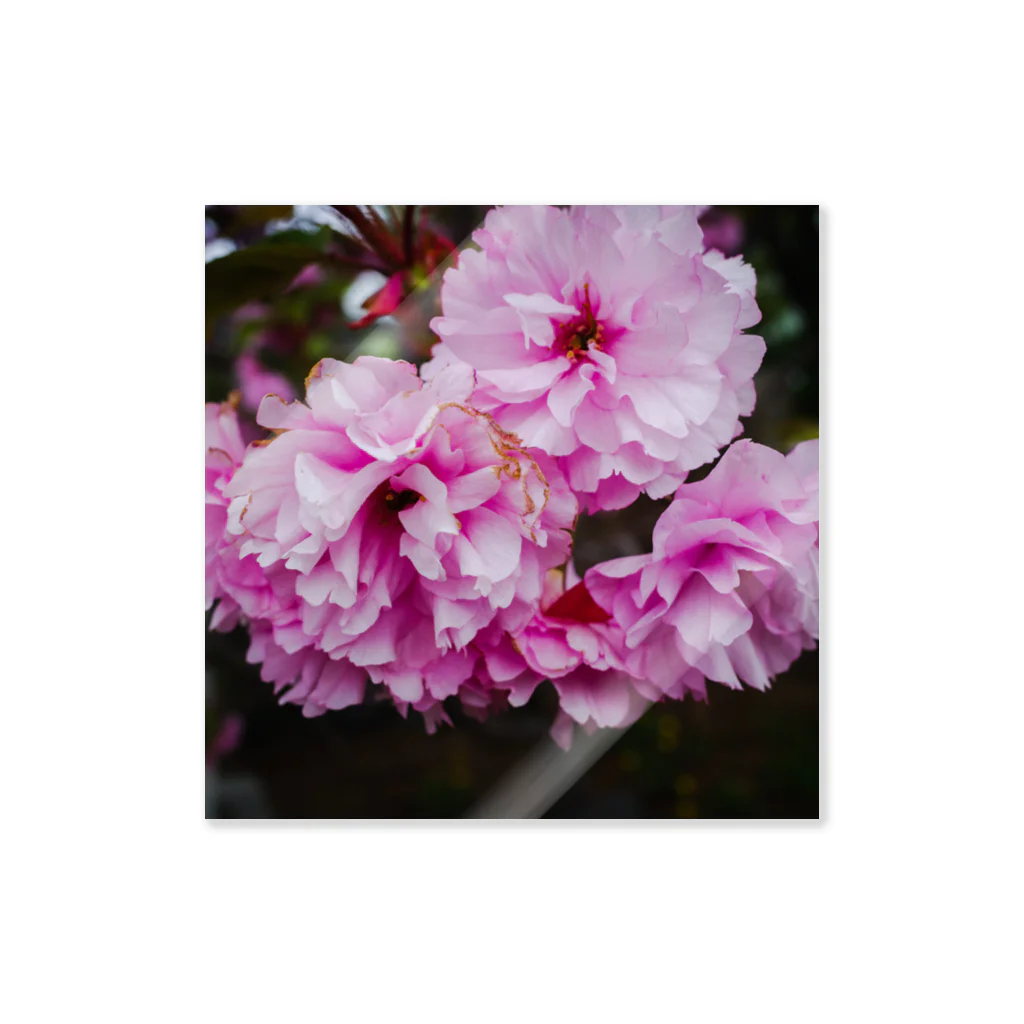 KARINの桜2022-2 Sticker