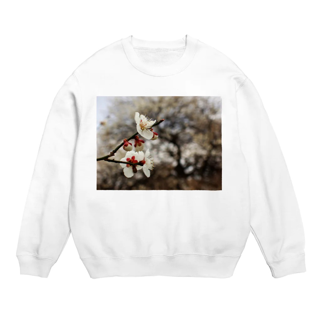 hiroki-naraの梅　ウメ　Japanese　apricot DATA_P_098　春　spring Crew Neck Sweatshirt