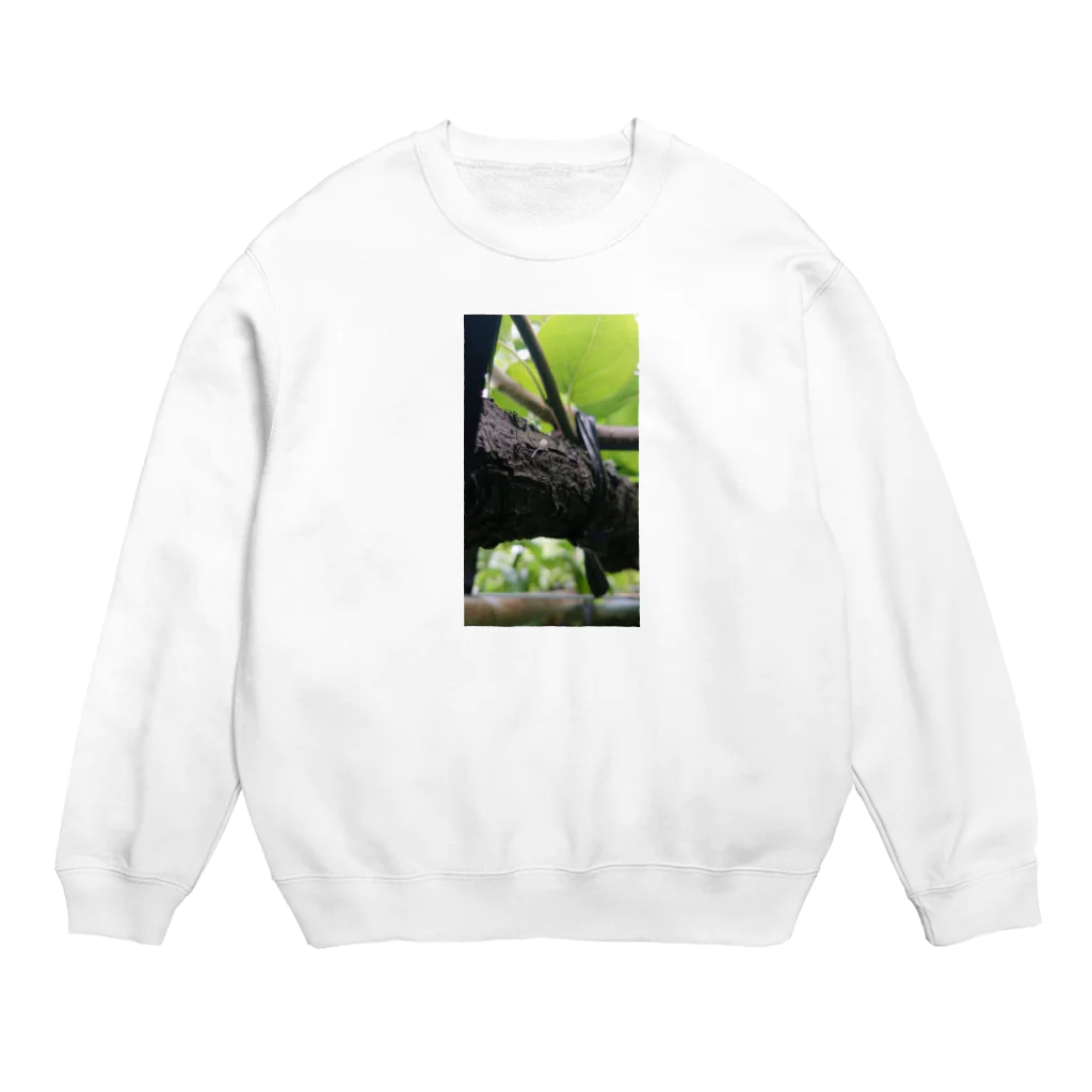 カネイシ農園◆日田市の梨の木に生えた白いきのこ Crew Neck Sweatshirt