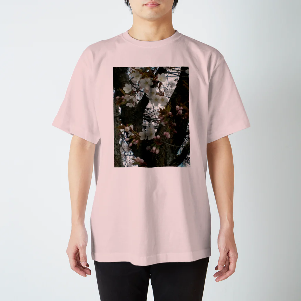 空屋　sorayakusakaの201605121700000　曇り日の桜 スタンダードTシャツ