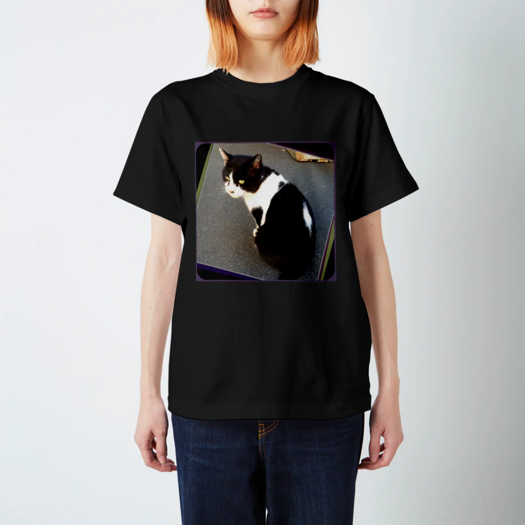 虹石屋の漁港の猫 スタンダードTシャツ
