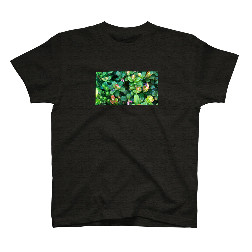 megu0328の乗鞍岳の高山植物 スタンダードTシャツ