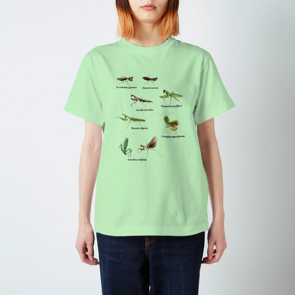 L_arctoaの関東のカマキリ（旧学名・非推奨）（背景透過ver） スタンダードTシャツ