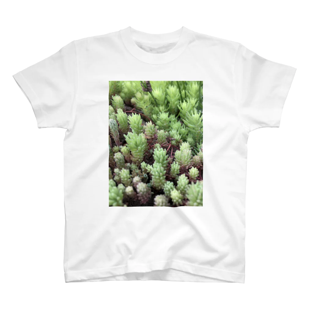 piroskaの野生の多肉植物 スタンダードTシャツ