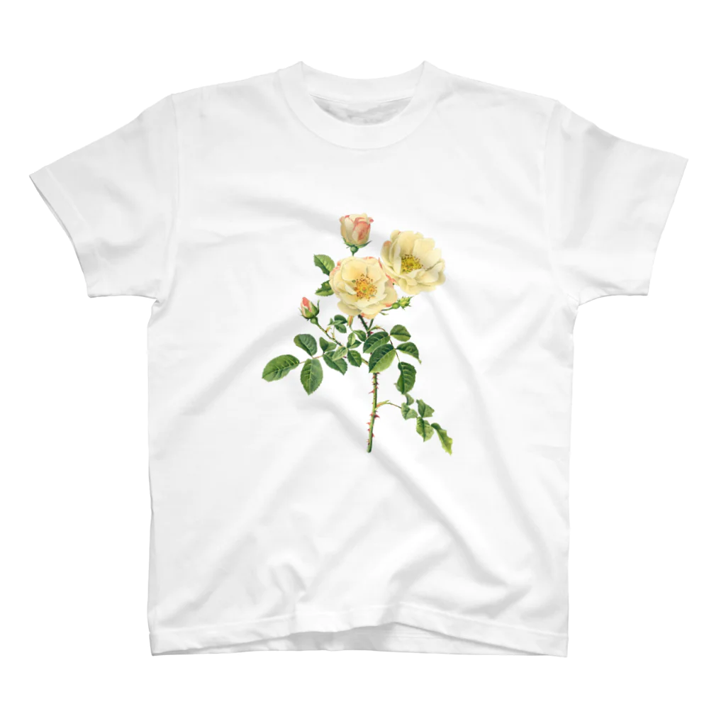 古書　天牛書店の薔薇図鑑より＜ボタニカルアート＞ スタンダードTシャツ