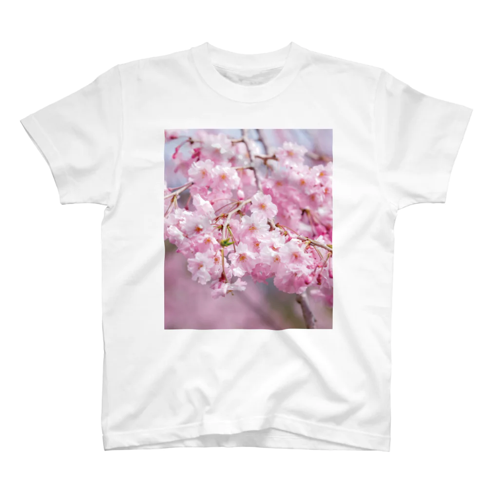 akane_art（茜音工房）の癒しの風景（八重桜） スタンダードTシャツ