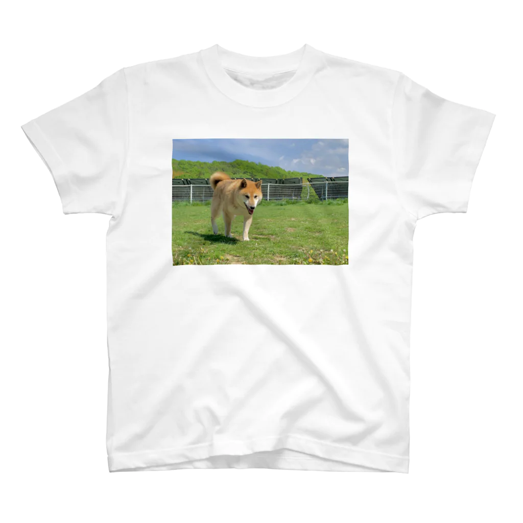 柴犬と柴犬の初夏と柴犬(両面) スタンダードTシャツ