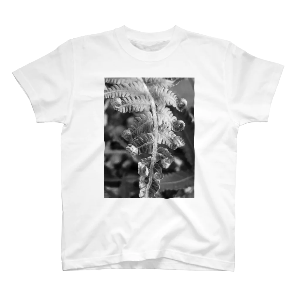 plants_okinawaの沖縄産のシダ スタンダードTシャツ