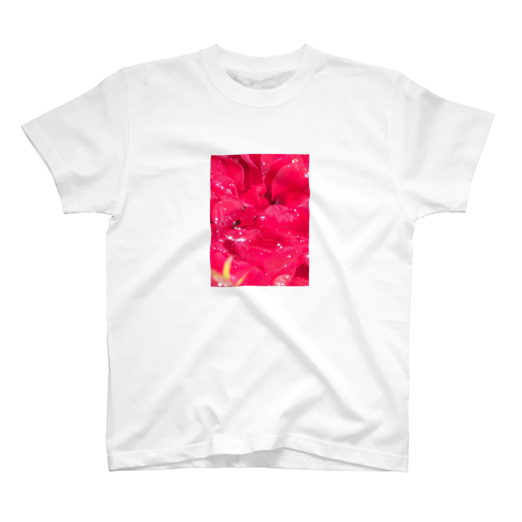 hanasoraの雨上がりの薔薇 スタンダードTシャツ