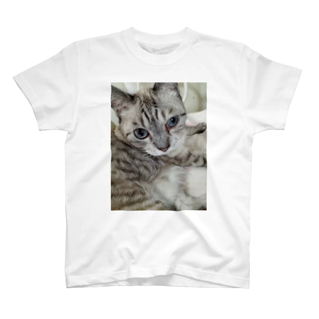 ねこの森でお散歩のフッワフワのシャムミックス スタンダードTシャツ