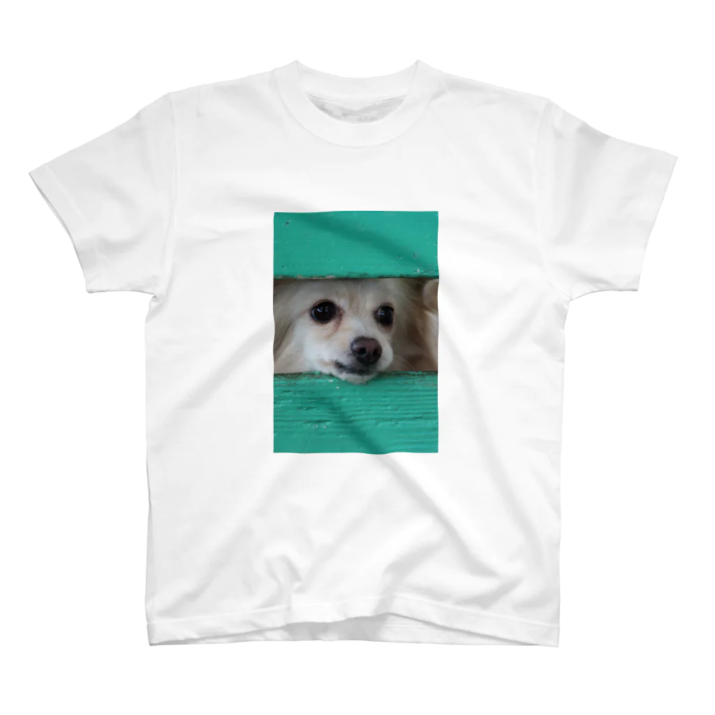 フリー素材おきなわグッズショップの隙間から顔を出す犬 Regular Fit T-Shirt