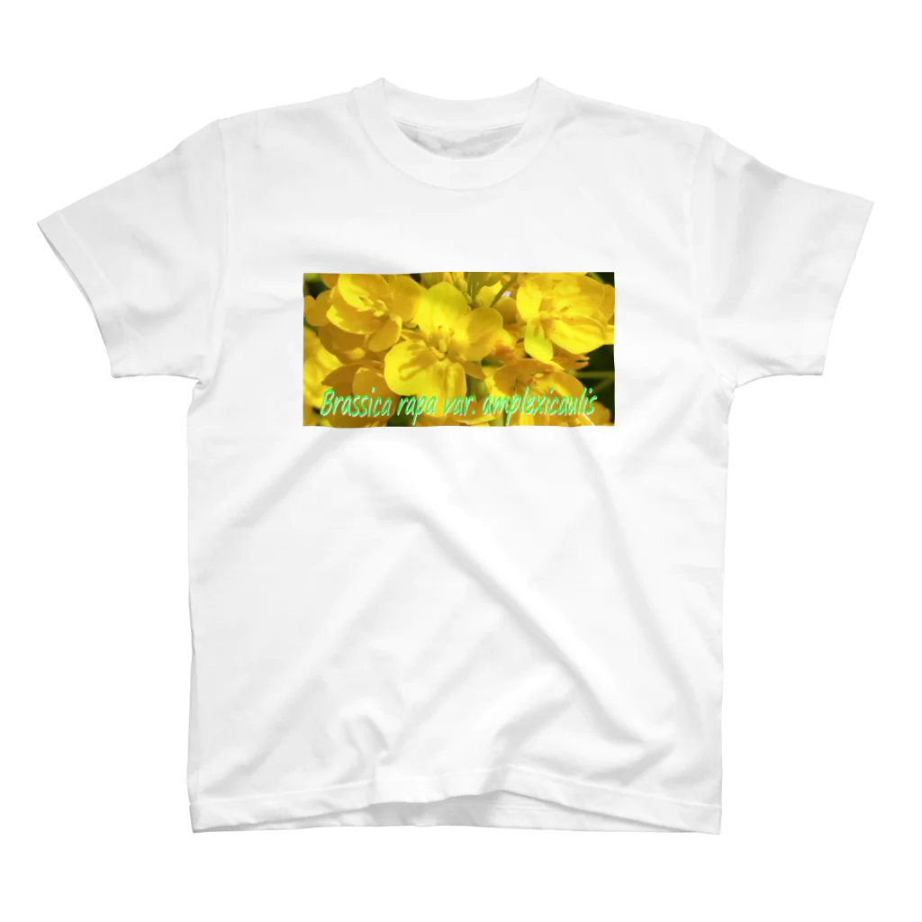  #satisfyingの菜の花　【啓蟄】　Brassica rapa var. amplexicaulis スタンダードTシャツ