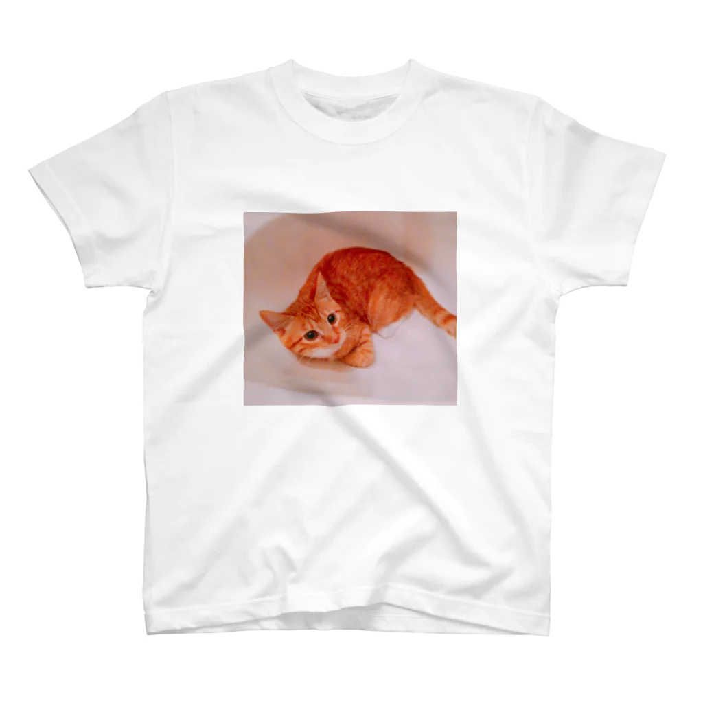 DTIの猫 スタンダードTシャツ