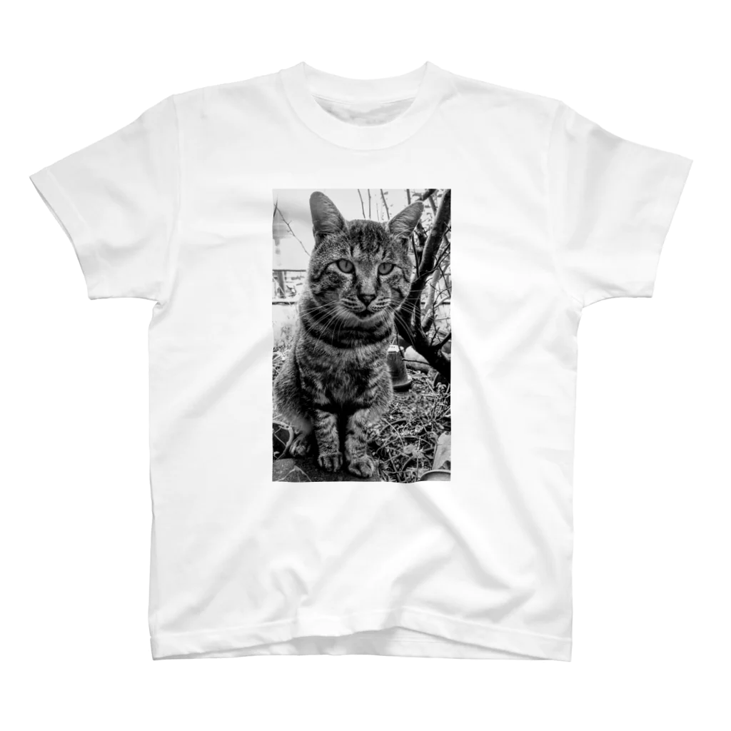 Bohcaの野生的な猫 スタンダードTシャツ