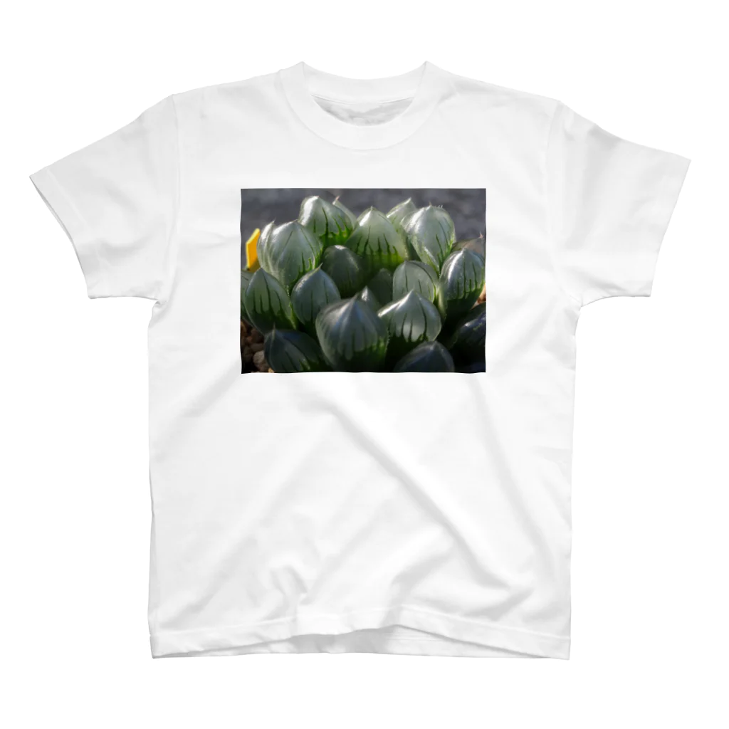 Hal.succulets forestの多肉植物 ハオルチア スタンダードTシャツ