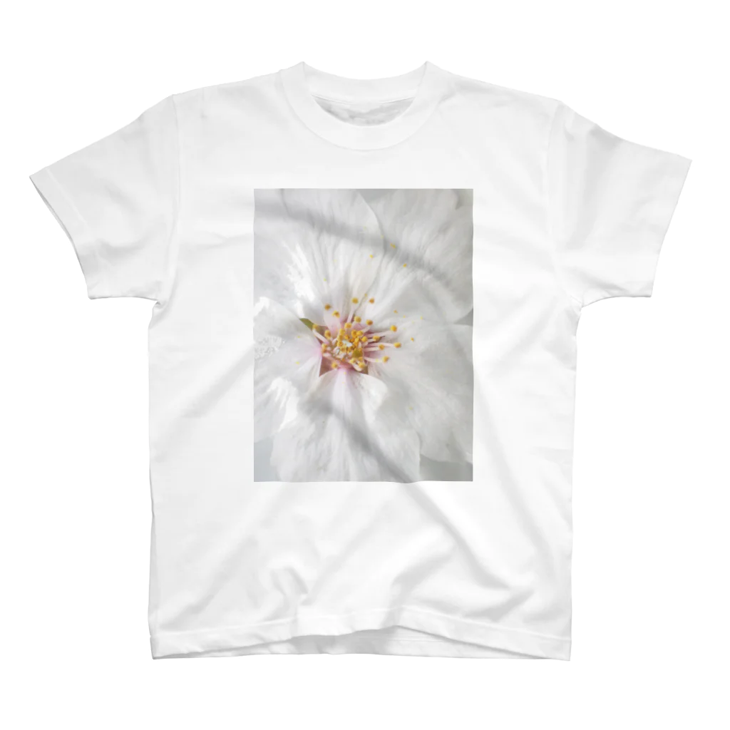 lumièreー光の桜Ⅳ スタンダードTシャツ