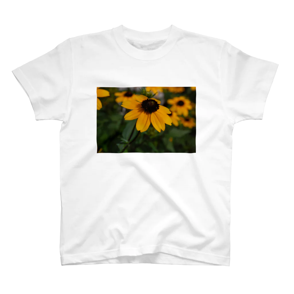 ドローイングGalleryの花　ルドベキア スタンダードTシャツ