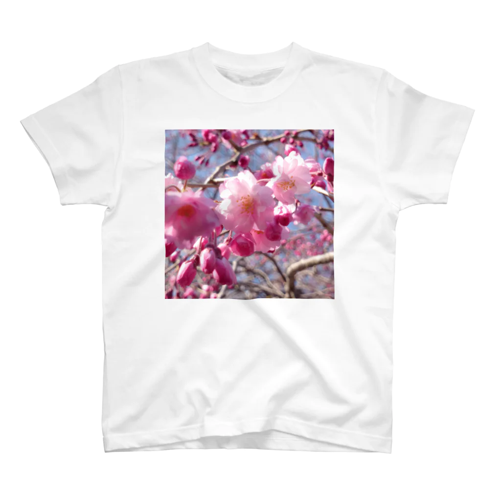 (ゆえ°³°)_( :3 」 )_の花) 桜(　　･ω･　　)どーん スタンダードTシャツ