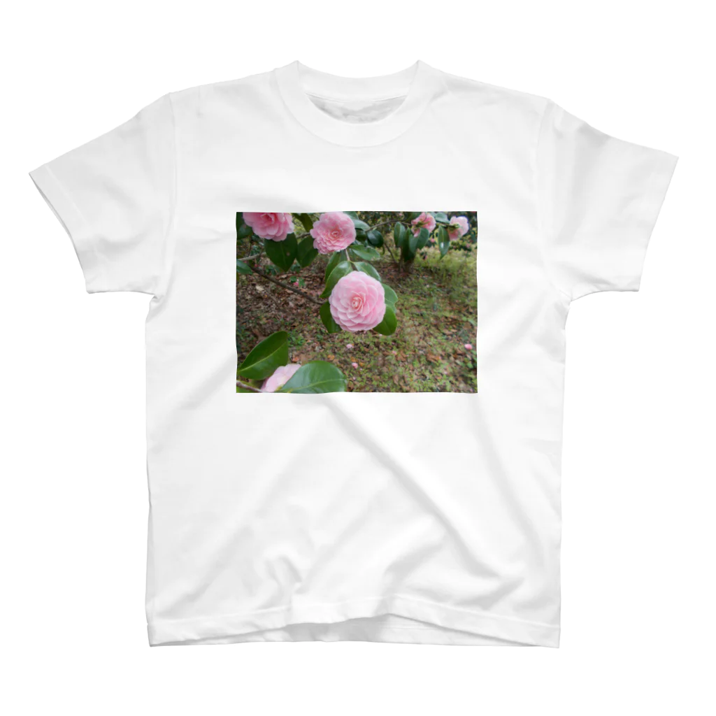 fun timeのPale pink camelia blooming　カメリア スタンダードTシャツ