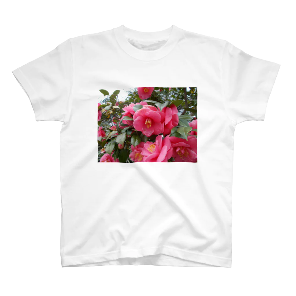 fun timeのPink camelia blooming カメリア スタンダードTシャツ