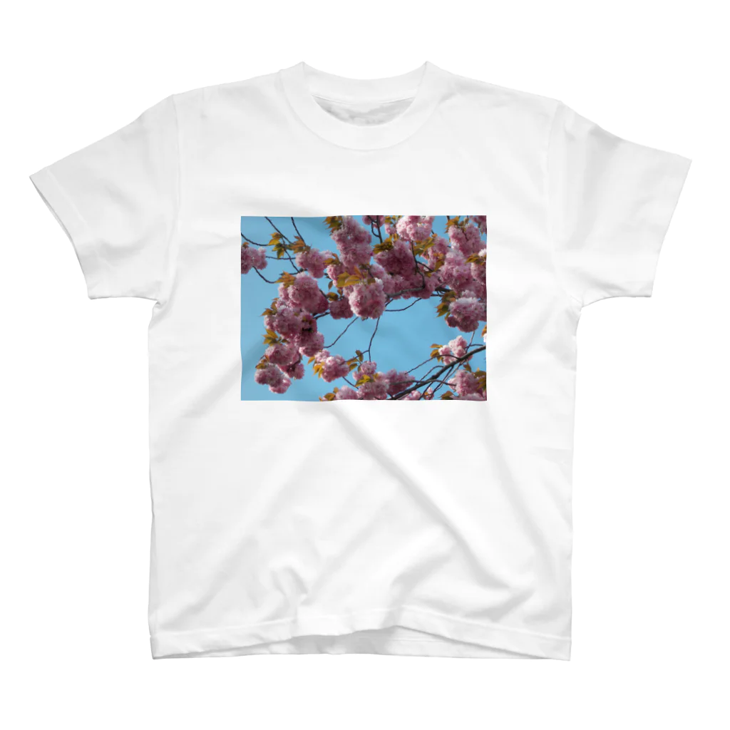 fun timeのCherry blossoms in this year 今年の桜 Regular Fit T-Shirt