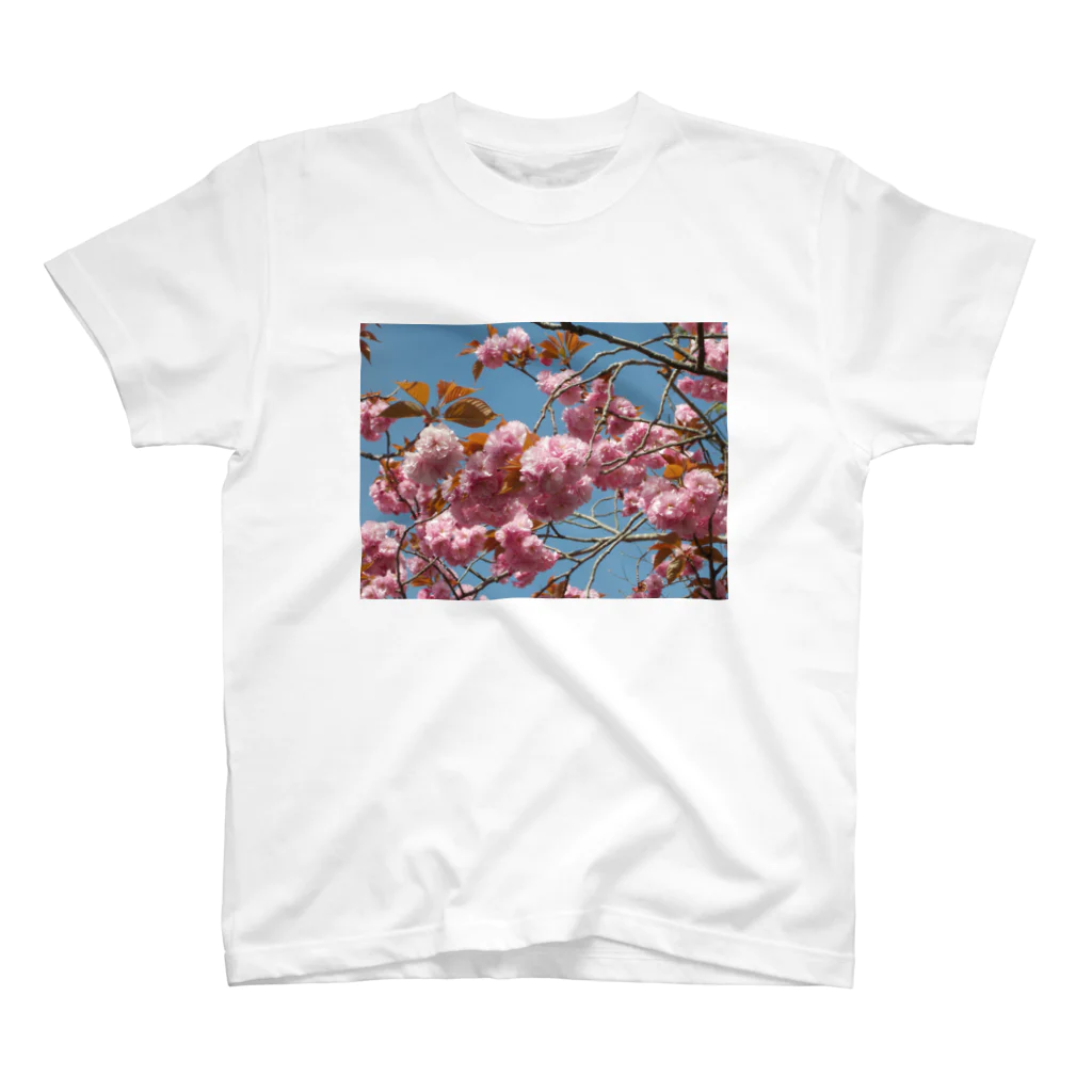 fun timeのCherry blossoms are close to Hanyu's monument 可憐な桜 Regular Fit T-Shirt