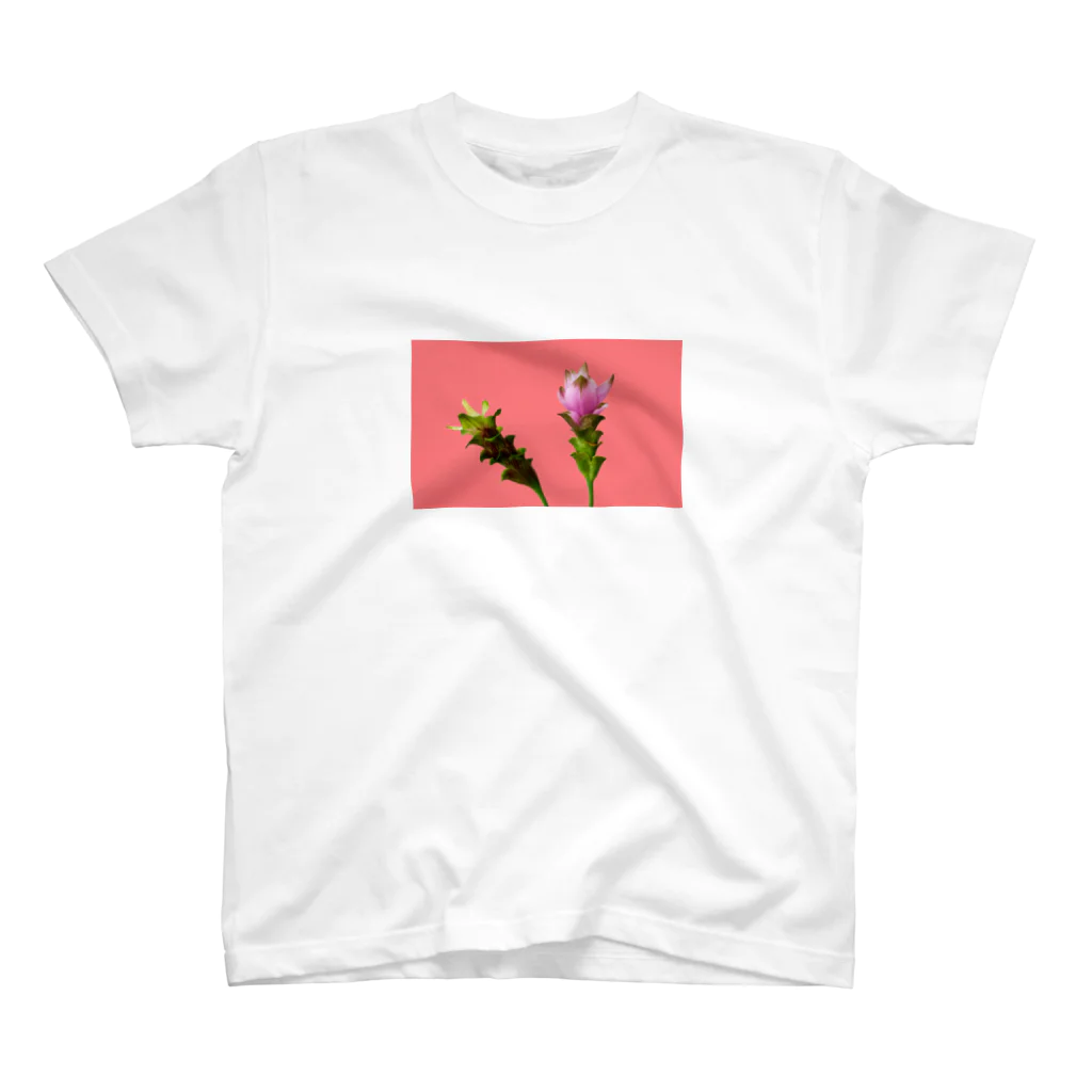 CALAKUEN(SOIL)のCurcuma alismatifolia -pink スタンダードTシャツ