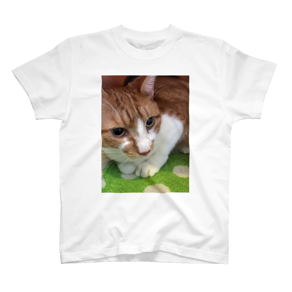 ねこまる広場のぽてとさんヾ(◍'౪`◍)ﾉﾞ スタンダードTシャツ