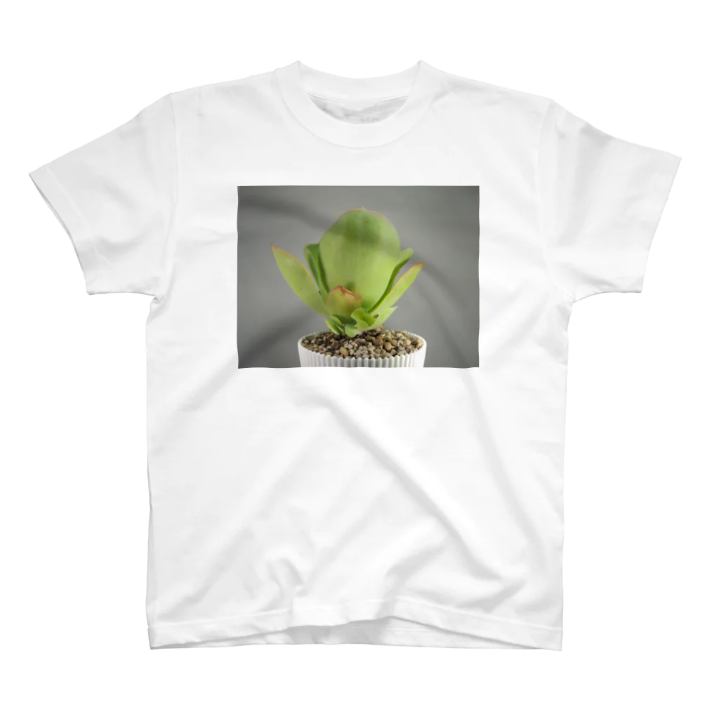 TANIKUDO by DJ.Plugmaticsの多肉植物A スタンダードTシャツ