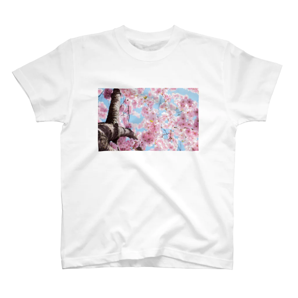 orange_honeyの桜3 スタンダードTシャツ