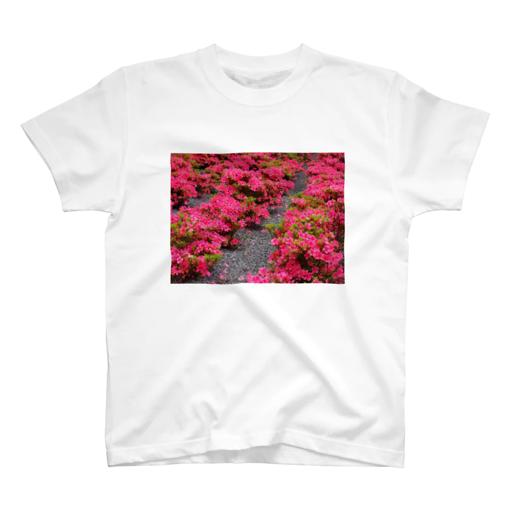 hiroki-naraのツツジ　azalea　DATA_P_118 スタンダードTシャツ